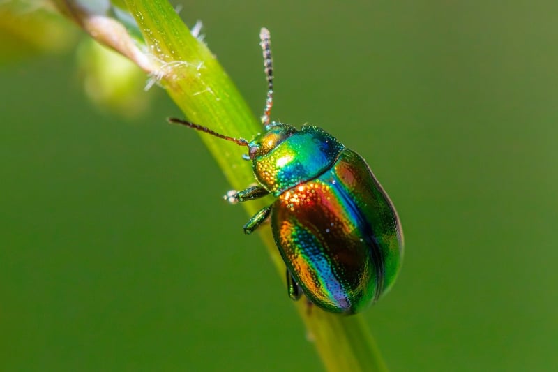 Pest prevention