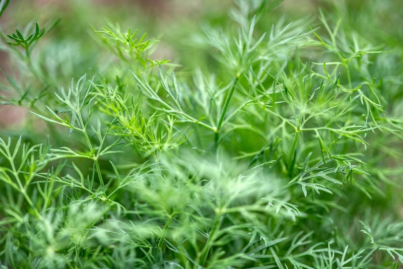Herb Vertical Garden