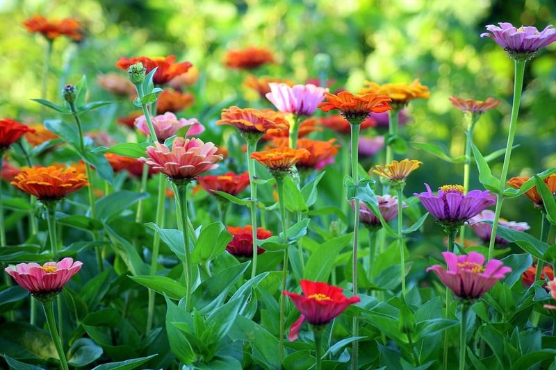 Outdoor Plants